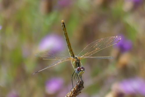 Sympetrum fonscolombii